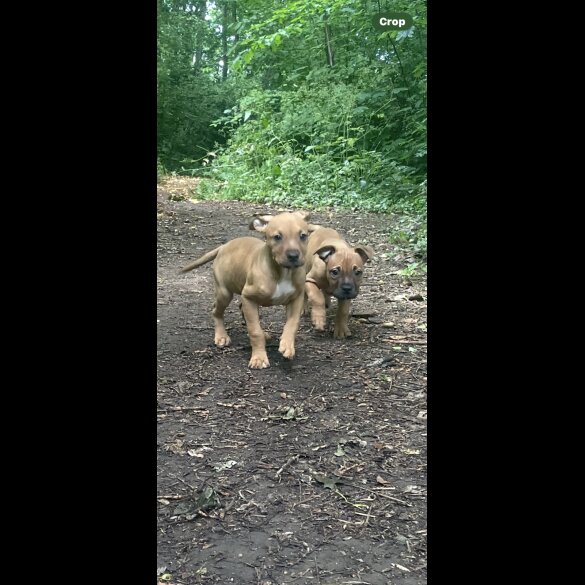 Mixed Breed - Bitches