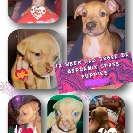 Mixed Breed - Bitches