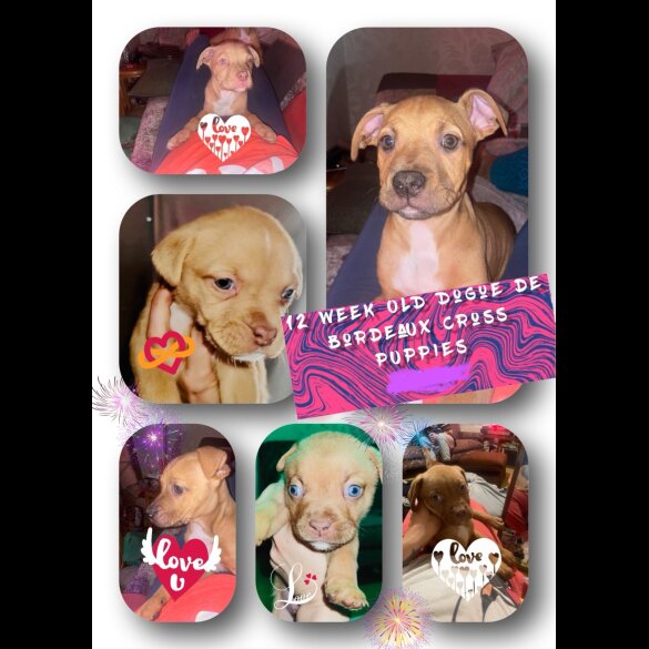 Mixed Breed - Bitches