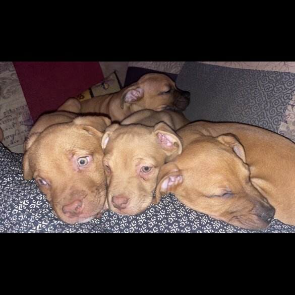 Mixed Breed - Bitches
