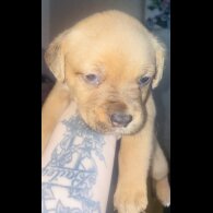 Mixed Breed - Bitches