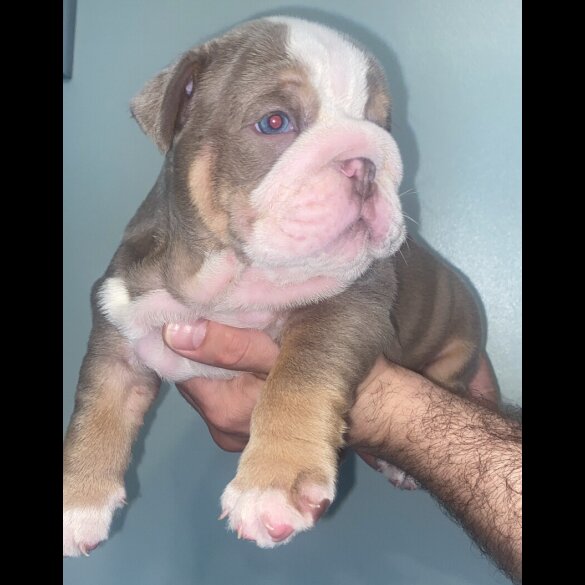 English Bulldog - Both