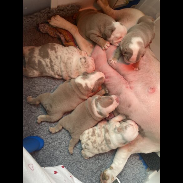 English Bulldog - Both