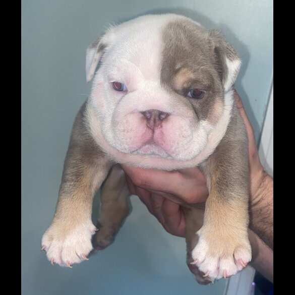 English Bulldog - Both