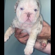 English Bulldog - Both