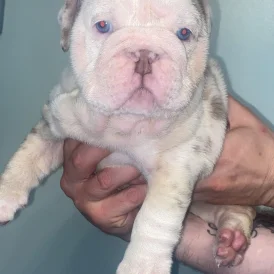 English Bulldog - Both
