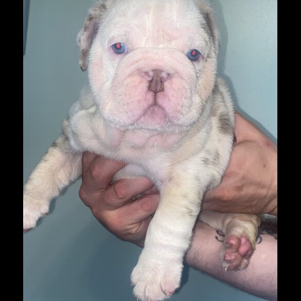 English Bulldog - Both