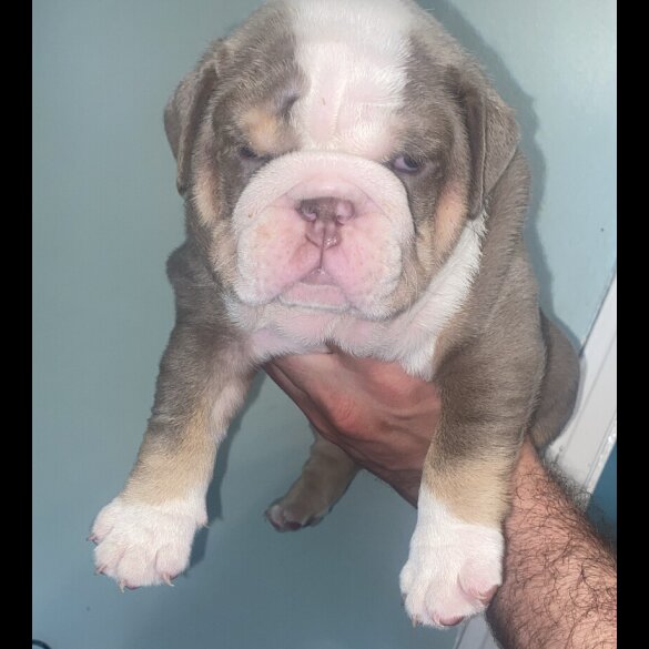 English Bulldog - Both