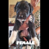 Lurcher - Both