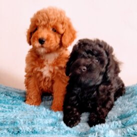 Toy Poodle - Both