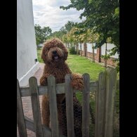 Goldendoodle - Both