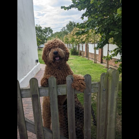 Goldendoodle - Both
