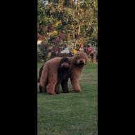 Goldendoodle - Both