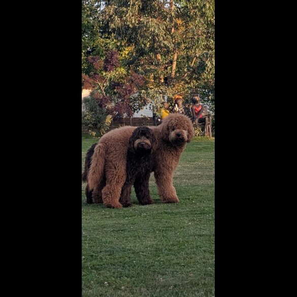 Goldendoodle - Both