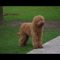 Goldendoodle - Both