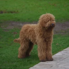Goldendoodle - Both