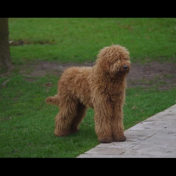 Goldendoodle - Both