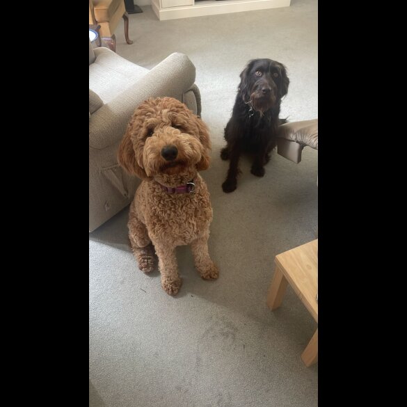 Goldendoodle - Both