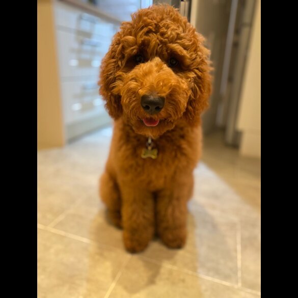 Goldendoodle - Both