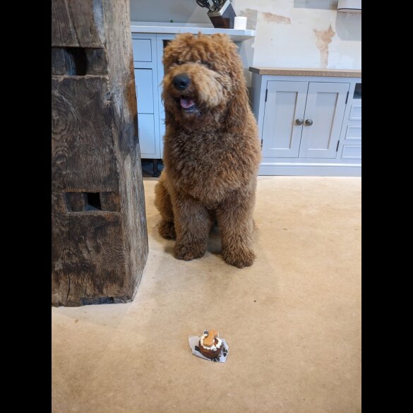 Goldendoodle - Both