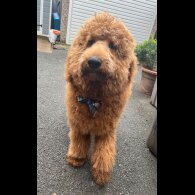 Goldendoodle - Both