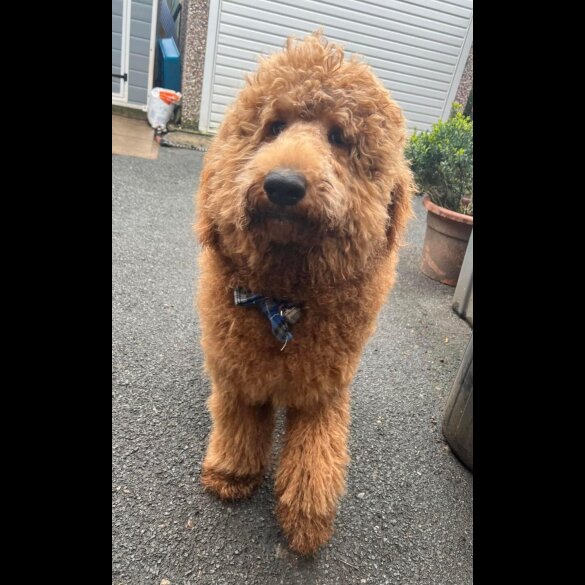 Goldendoodle - Both