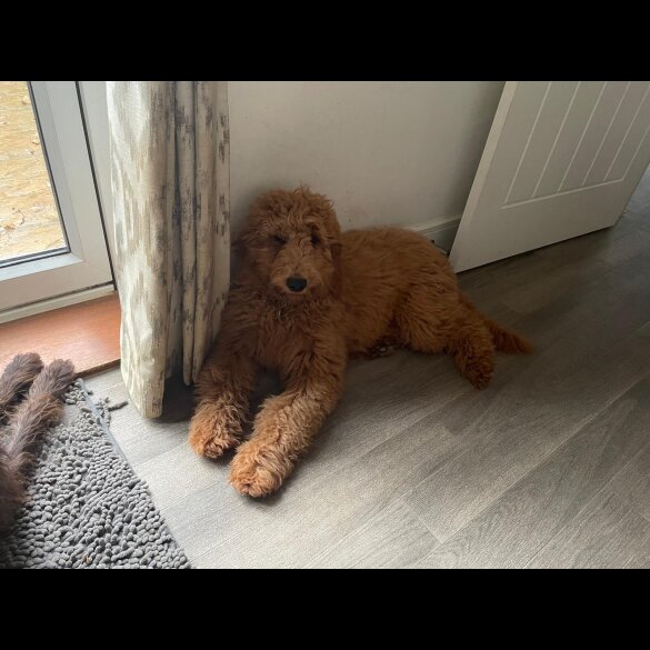 Goldendoodle - Both