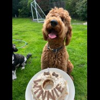 Goldendoodle - Both