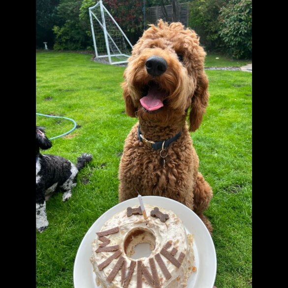 Goldendoodle - Both