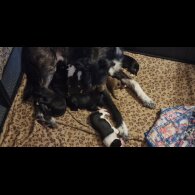 Lurcher - Both