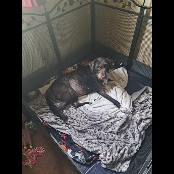 Lurcher - Both
