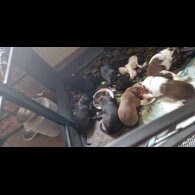 Lurcher - Both