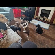 Lurcher - Both