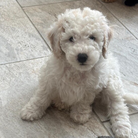 Pomapoo - Both