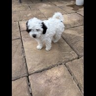 Poochon - Both