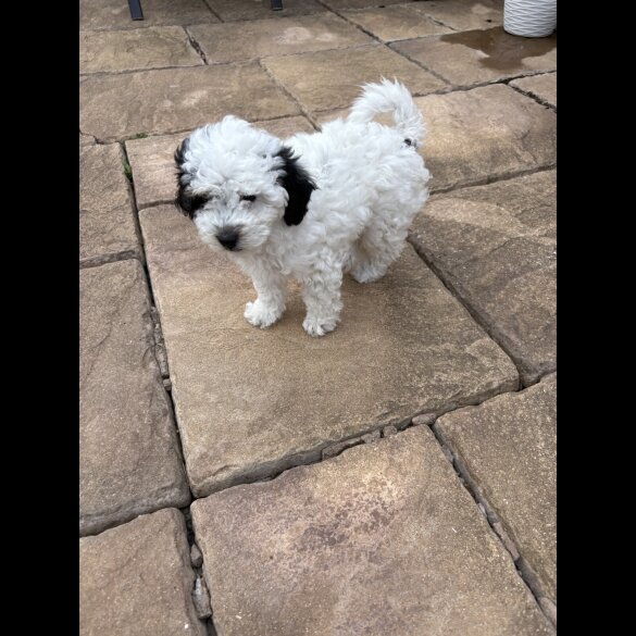 Poochon - Both