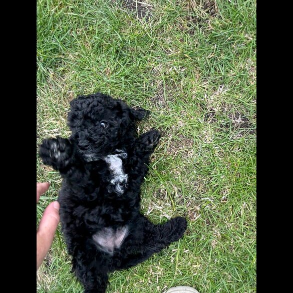 Poochon - Both