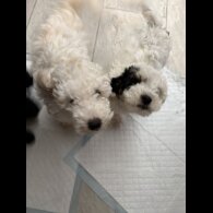 Poochon - Both