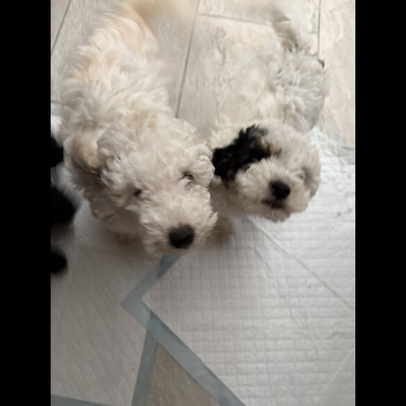 Poochon - Both