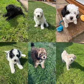 Poochon - Both
