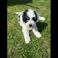 Poochon - Both