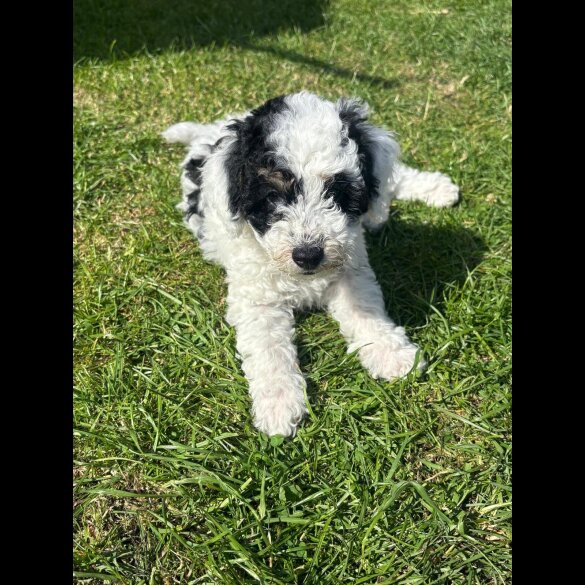 Poochon - Both