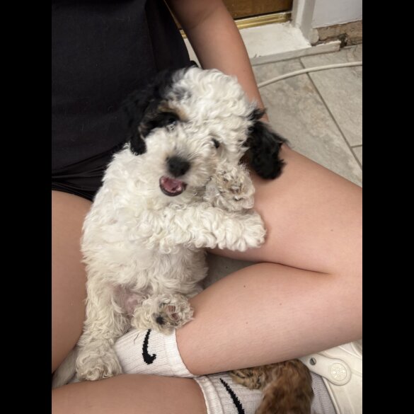 Poochon - Both