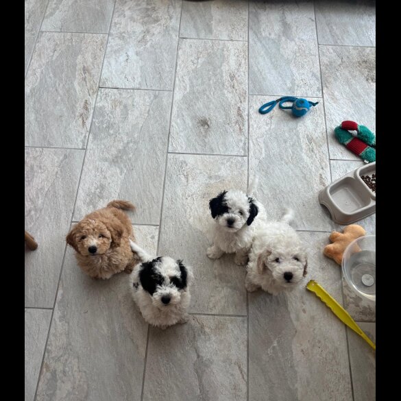 Poochon - Both
