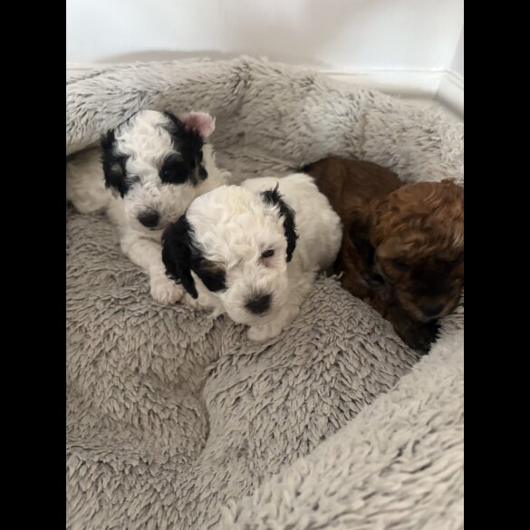 Poochon - Both