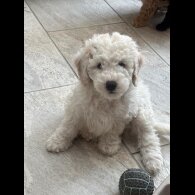 Poochon - Both