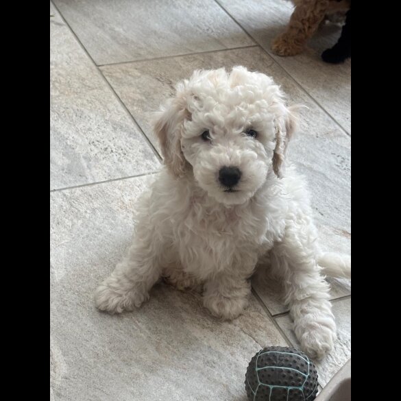 Poochon - Both