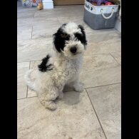 Poochon - Both