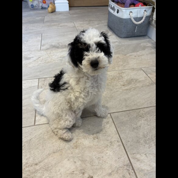 Poochon - Both