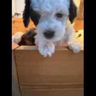 Poochon - Both